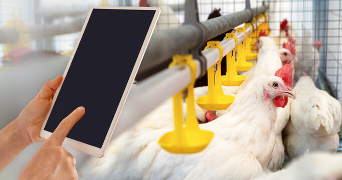 Digital data collection at a poultry farm. Digital tablet with blank screen in front of chickens in poultry ranch. Smart farming. 