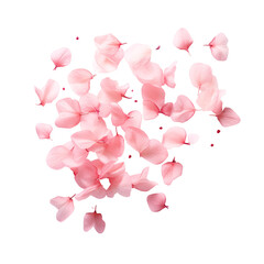 Light pink floating petals on an isolated background - obrazy, fototapety, plakaty