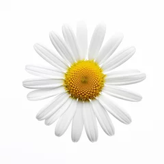 Tuinposter daisy isolated on white background © Wendelin