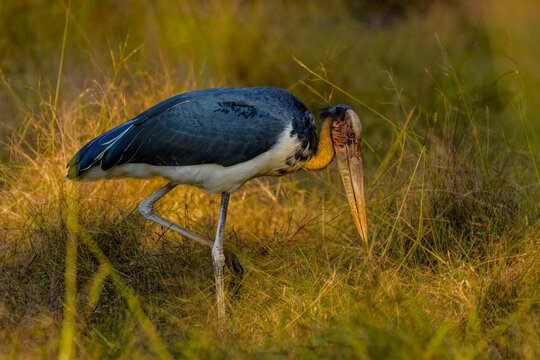 Lesser adjutant (Leptoptilos javanicus)
