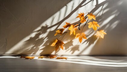 abstract autumn studio background with maple tree leaves and shadows on wall