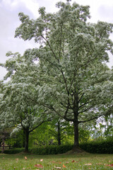 Fototapeta na wymiar 初夏に咲くヒトツバタゴの満開の白い花