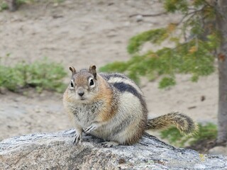 Naklejka na ściany i meble Rodent Whiskers Chipmunk Fawn Squirrel Organ Mountains Chipmunk
