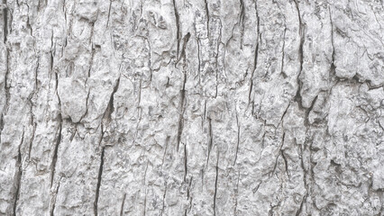 Pattern of dried old bark wood in Thailand.Cracked wood texture big tree surface.Template for design.Abstract nature background.Beautiful pattern.Space for work.Banner.Wallpaper.Selective focus. - obrazy, fototapety, plakaty