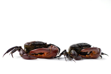 Ricefield crab (Freshwater crab) isolated on white background, Somanniathelphusa pest of rice in nature field. Asia street food, close up in studio shot
