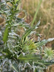 Plant Terrestrial plant Tree Evergreen Twig Herbaceous plant