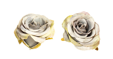 Gray color rose isolated on white or transparent background, cutout.