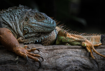 Green Iguana
