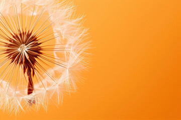 Macro close up photo of Dandelion on trendy orange background