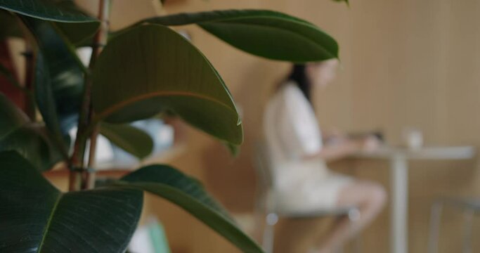 View on green plant leaves foreground to cafe with cozy interior and visitor at table. Female customer sitting at table and have breakfast, blurred background.