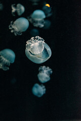 Jellyfish
