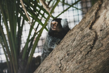 The Common Marmoset (Callithrix jacchus) is a small New World monkey. it originally comes from the forests in Brazil.