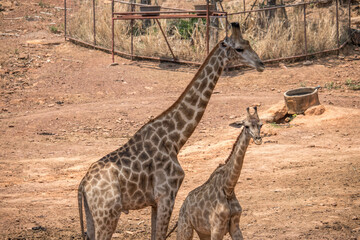Giraffes (Giraffa camelopardalis) walking, Chobe National Park