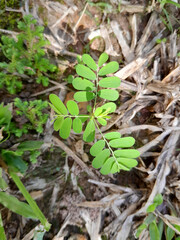 growing grasses