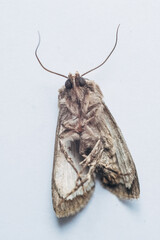 Macro Moth
