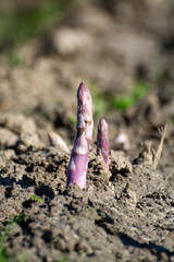 Green asparagus sprouts growing on bio farm field in Limburg, Belgium