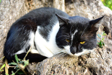 gatto sornione bianco e nero che riposa sull'albero guardando altrove con i suoi occhi verdi e gialli,