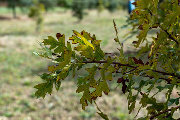 Truffle farm, cultivation of black winter Perigord truffles mushrooms, Tuber melanosporum, oak plantation, truffle hunting on fields with oak trees