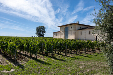Harvest grapes in Pomerol village, production of red Bordeaux wine, Merlot or Cabernet Sauvignon...