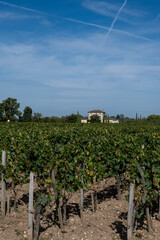 Fototapeta na wymiar Harvest grapes in Pomerol village, production of red Bordeaux wine, Merlot or Cabernet Sauvignon grapes on cru class vineyards in Pomerol, Saint-Emilion wine making region, France, Bordeaux
