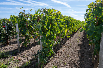 Fototapeta na wymiar City road sign in Pomerol village, production of red Bordeaux wine, Merlot or Cabernet Sauvignon grapes on cru class vineyards in Pomerol, Saint-Emilion wine making region, France, Bordeaux