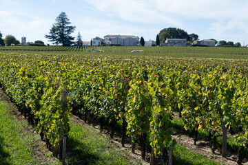 Vineyards near St. Emilion town, production of red Bordeaux wine, Merlot or Cabernet Sauvignon...
