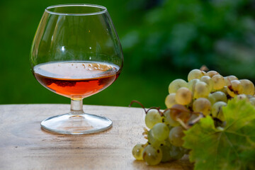 Tasting of Cognac strong alcohol drink in Cognac region, Charente with bunch of ripe ugni blanc...