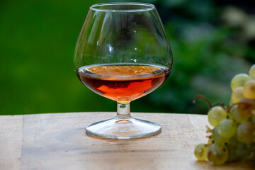 Tasting of Cognac strong alcohol drink in Cognac region, Charente with bunch of ripe ugni blanc grapes on background uses for spirits distillation and green grass, France
