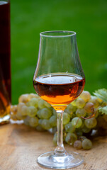 Tasting of Cognac strong alcohol drink in Cognac region, Charente with bunch of ripe ugni blanc grapes on background uses for spirits distillation and green grass, France