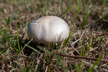 Wild white champignons mushrooms growing in grass in forest