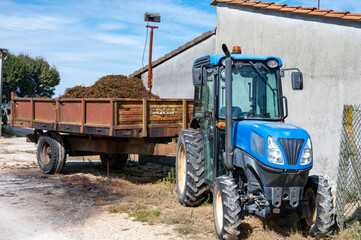 Obraz premium Harvest equipment and works in Saint-Emilion wine making region on right bank of Bordeaux, picking, sorting with hands and crushing Merlot or Cabernet Sauvignon red wine grapes, France