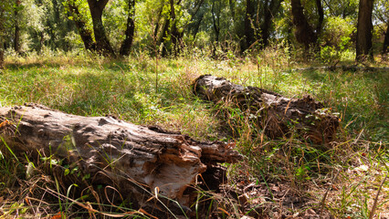 summer landscape of forest with old fallen trees and grass, close view, shadows from the bright sunlight move across the glade, beautiful nature