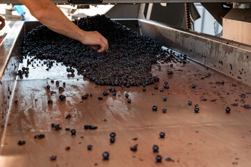 Sorting, harvest works in Saint-Emilion wine making region on right bank of Bordeaux, picking, sorting with hands and crushing Merlot or Cabernet Sauvignon red wine grapes, France - obrazy, fototapety, plakaty