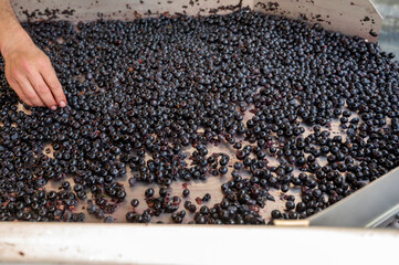 Sorting line, harvest works in Saint-Emilion wine making region on right bank of Bordeaux, picking,...