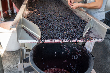 Sorting line, harvest works in Saint-Emilion wine making region on right bank of Bordeaux, picking,...