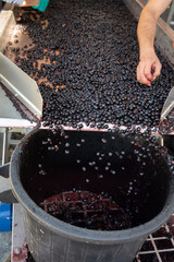 Sorting line, harvest works in Saint-Emilion wine making region on right bank of Bordeaux, picking,...