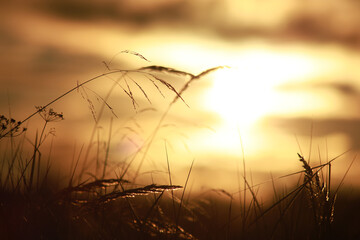 Grass silhouettes against the background of the evening sun. Summer landscape. Selective focus,