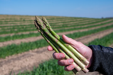 Worker's hands with bunch of fresh green asparagus sprouts growing on bio farm field in Limburg, Belgium, new harvest