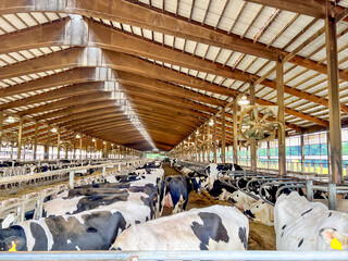 Holstein dairy cows walking around a freestalls barn. 