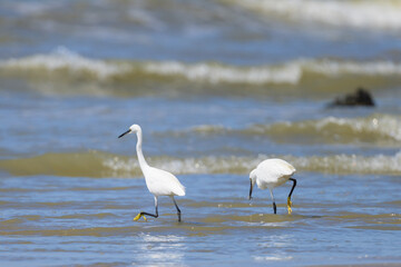 A Little Egret walking on the beach