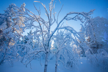 Winter landscape in Pallas Yllastunturi National Park, Lapland, Finland