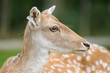 Closeup portrait of a female fallow deer