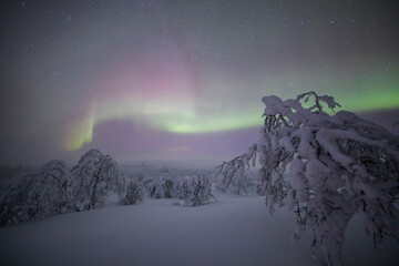 Northern lights in Pallas Yllastunturi National Park, Lapland, Finland