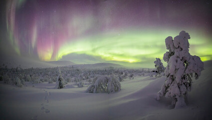 Northern lights in Pallas Yllastunturi National Park, Lapland, Finland - obrazy, fototapety, plakaty
