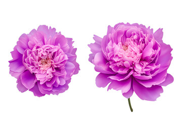 Collection of glorious peonie flowers transparent on white background