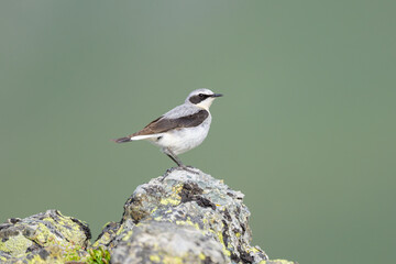 A northern wheatear standing on a rock