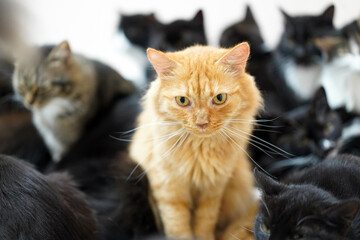 One ginger cat among black cats