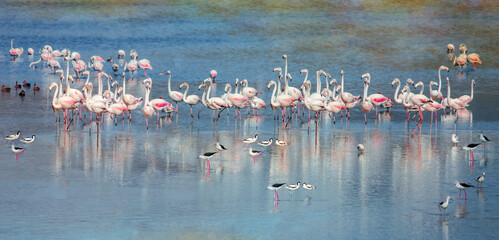 Group of pink flamingos of different ages feed on shallow pond along with other birds.