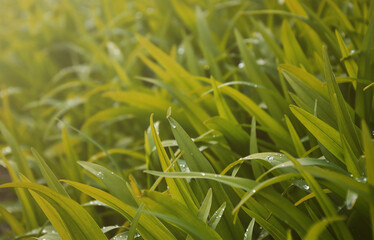 Close-up shot of dense grassy stems with dew drops. Macro shot of wet grass as background image for nature concept