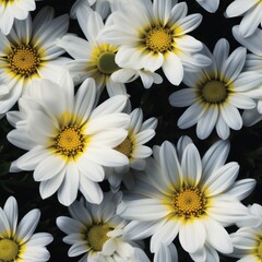 Stunning and vibrant daisy flower blooms captured from an exquisite top down perspective